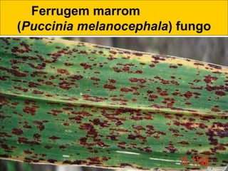 Ferrugem marrom
(Puccinia melanocephala) fungo
 