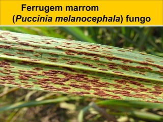 Ferrugem marrom
(Puccinia melanocephala) fungo
 