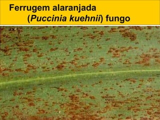 Ferrugem alaranjada
(Puccinia kuehnii) fungo
 