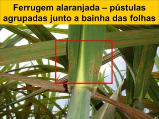 Ferrugem alaranjada – pústulas
agrupadas junto a bainha das folhas
 