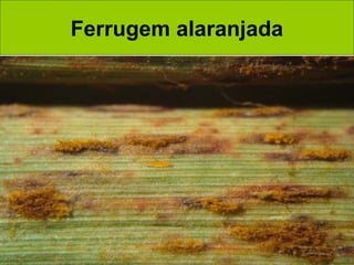 Ferrugem alaranjada
 