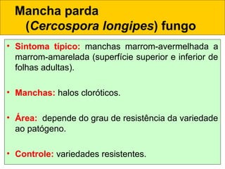 • Sintoma típico: manchas marrom-avermelhada a
marrom-amarelada (superfície superior e inferior de
folhas adultas).
• Manchas: halos cloróticos.
• Área:  depende do grau de resistência da variedade
ao patógeno.
• Controle: variedades resistentes.
Mancha parda
(Cercospora longipes) fungo
 