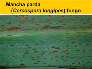 Mancha parda
(Cercospora longipes) fungo
 