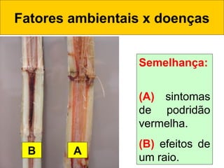 Fatores ambientais x doenças
Semelhança:
(A) sintomas
de podridão
vermelha.
(B) efeitos de
um raio.
AB
 