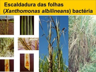 Escaldadura das folhas
(Xanthomonas albilineans) bactéria
 