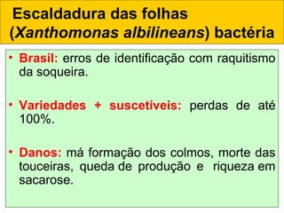 • Brasil: erros de identificação com raquitismo
da soqueira.
• Variedades + suscetíveis: perdas de até
100%.
• Danos: má formação dos colmos, morte das
touceiras, queda de produção e  riqueza em
sacarose.
Escaldadura das folhas
(Xanthomonas albilineans) bactéria
 
