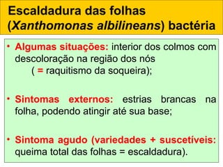 • Algumas situações: interior dos colmos com
descoloração na região dos nós
( = raquitismo da soqueira);
• Sintomas externos: estrias brancas na
folha, podendo atingir até sua base;
• Sintoma agudo (variedades + suscetíveis:
queima total das folhas = escaldadura).
Escaldadura das folhas
(Xanthomonas albilineans) bactéria
 