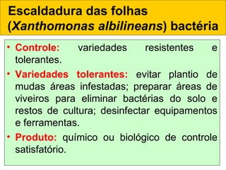 • Controle: variedades resistentes e
tolerantes.
• Variedades tolerantes: evitar plantio de
mudas áreas infestadas; preparar áreas de
viveiros para eliminar bactérias do solo e
restos de cultura; desinfectar equipamentos
e ferramentas.
• Produto: químico ou biológico de controle
satisfatório.
Escaldadura das folhas
(Xanthomonas albilineans) bactéria
 