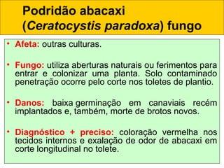 Podridão abacaxi
(Ceratocystis paradoxa) fungo
• Afeta: outras culturas.
• Fungo: utiliza aberturas naturais ou ferimentos para
entrar e colonizar uma planta. Solo contaminado
penetração ocorre pelo corte nos toletes de plantio.
• Danos: baixa germinação em canaviais recém
implantados e, também, morte de brotos novos.
• Diagnóstico + preciso: coloração vermelha nos
tecidos internos e exalação de odor de abacaxi em
corte longitudinal no tolete.
 