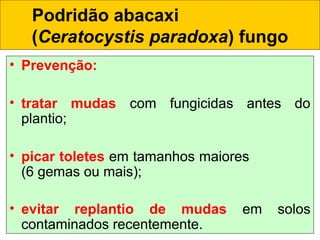 • Prevenção:
• tratar mudas com fungicidas antes do
plantio;
• picar toletes em tamanhos maiores
(6 gemas ou mais);
• evitar replantio de mudas em solos
contaminados recentemente.
Podridão abacaxi
(Ceratocystis paradoxa) fungo
 