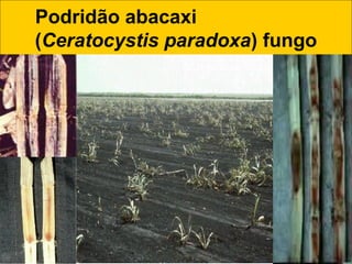 Podridão abacaxi
(Ceratocystis paradoxa) fungo
 