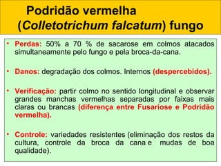 Podridão vermelha
(Colletotrichum falcatum) fungo
• Perdas: 50% a 70 % de sacarose em colmos atacados
simultaneamente pelo fungo e pela broca-da-cana.
• Danos: degradação dos colmos. Internos (despercebidos).
 
• Verificação: partir colmo no sentido longitudinal e observar
grandes manchas vermelhas separadas por faixas mais
claras ou brancas (diferença entre Fusariose e Podridão
vermelha).
• Controle: variedades resistentes (eliminação dos restos da
cultura, controle da broca da cana e  mudas de boa
qualidade).
 