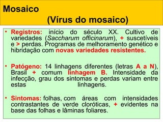 Mosaico
(Vírus do mosaico) 
• Registros: início do século XX. Cultivo de
variedades (Saccharum officinarum), + suscetíveis
e > perdas. Programas de melhoramento genético e
hibridação com novas variedades resistentes.
• Patógeno: 14 linhagens diferentes (letras A a N),
Brasil + comum linhagem B. Intensidade da
infecção, grau dos sintomas e perdas variam entre
estas linhagens.
• Sintomas: folhas, com áreas com intensidades
contrastantes de verde cloróticas, + evidentes na
base das folhas e lâminas foliares.
 
