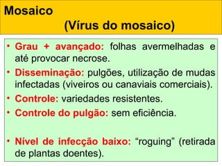 • Grau + avançado: folhas avermelhadas e
até provocar necrose.
• Disseminação: pulgões, utilização de mudas
infectadas (viveiros ou canaviais comerciais).
• Controle: variedades resistentes.
• Controle do pulgão: sem eficiência.
• Nível de infecção baixo: “roguing” (retirada
de plantas doentes).
Mosaico
(Vírus do mosaico) 
 