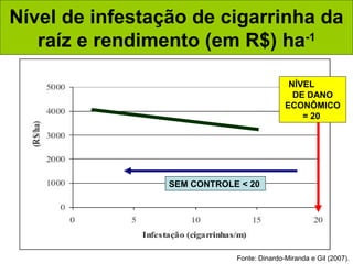 Nível de infestação de cigarrinha da
raíz e rendimento (em R$) ha-1
Fonte: Dinardo-Miranda e Gil (2007).
NÍVEL
DE DANO
ECONÔMICO
= 20
SEM CONTROLE < 20
 