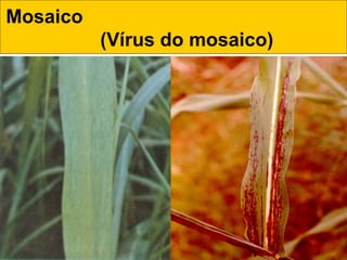 Mosaico
(Vírus do mosaico) 
 