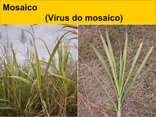 Mosaico
(Vírus do mosaico) 
 