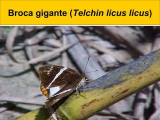 Broca gigante (Telchin licus licus)
 