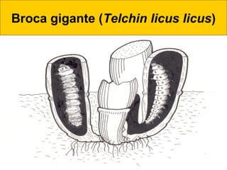 Broca gigante (Telchin licus licus)
 