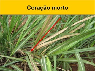 Coração morto
 