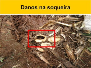 Danos na soqueira
 