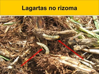 Lagartas no rizoma
 