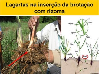 Lagartas na inserção da brotação
com rizoma
 