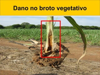 Dano no broto vegetativo
 