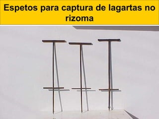 Espetos para captura de lagartas no
rizoma
 