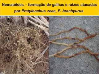 Nematóides – formação de galhas e raízes atacadas
por Pratylenchus zeae, P. brachyurus
 