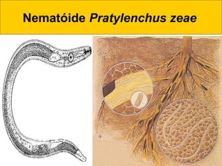 Nematóide Pratylenchus zeae
 