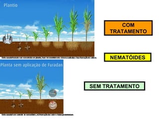COM
TRATAMENTO
SEM TRATAMENTO
NEMATÓIDES
 