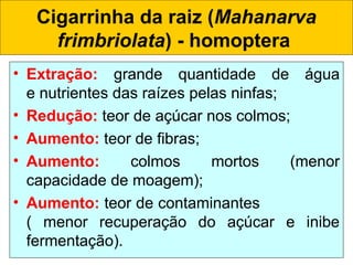 Cigarrinha da raiz (Mahanarva
frimbriolata) - homoptera
• Extração: grande quantidade de água
e nutrientes das raízes pelas ninfas;
• Redução: teor de açúcar nos colmos;
• Aumento: teor de fibras;
• Aumento: colmos mortos (menor
capacidade de moagem);
• Aumento: teor de contaminantes
( menor recuperação do açúcar e inibe
fermentação).
 