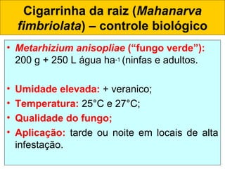 Cigarrinha da raiz (Mahanarva
fimbriolata) – controle biológico
• Metarhizium anisopliae (“fungo verde”):
200 g + 250 L água ha-1 (ninfas e adultos.
• Umidade elevada: + veranico;    
• Temperatura: 25°C e 27°C;
• Qualidade do fungo;
• Aplicação: tarde ou noite em locais de alta
infestação.
 