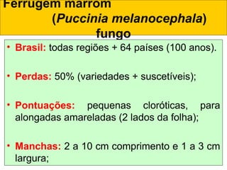 Ferrugem marrom
(Puccinia melanocephala)
fungo
• Brasil: todas regiões + 64 países (100 anos).
• Perdas: 50% (variedades + suscetíveis);
• Pontuações: pequenas cloróticas, para
alongadas amareladas (2 lados da folha);
• Manchas: 2 a 10 cm comprimento e 1 a 3 cm
largura;
 