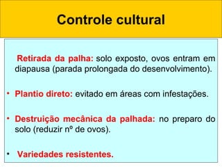 Controle cultural
Retirada da palha: solo exposto, ovos entram em
diapausa (parada prolongada do desenvolvimento).
• Plantio direto: evitado em áreas com infestações.
• Destruição mecânica da palhada: no preparo do
solo (reduzir nº de ovos).
•  Variedades resistentes.
 