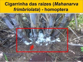 Cigarrinha das raízes (Mahanarva
frimbriolata) - homoptera
 