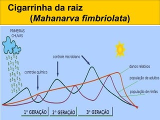 Cigarrinha da raiz
(Mahanarva fimbriolata)
 