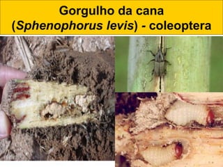 Gorgulho da cana
(Sphenophorus levis) - coleoptera
 