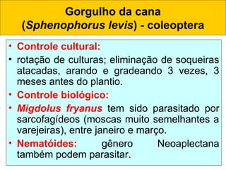 • Controle cultural:
• rotação de culturas; eliminação de soqueiras
atacadas, arando e gradeando 3 vezes, 3
meses antes do plantio.
• Controle biológico:
• Migdolus fryanus tem sido parasitado por
sarcofagídeos (moscas muito semelhantes a
varejeiras), entre janeiro e março.
• Nematóides: gênero Neoaplectana
também podem parasitar.
Gorgulho da cana
(Sphenophorus levis) - coleoptera
 