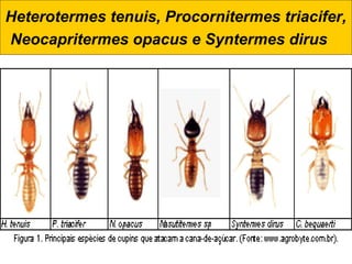 Heterotermes tenuis, Procornitermes triacifer,
Neocapritermes opacus e Syntermes dirus   
 