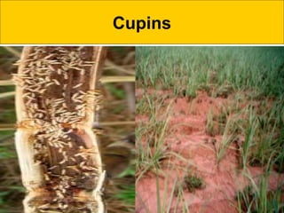 Cupins
 
