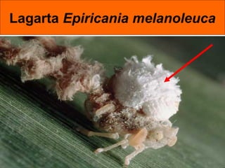 Lagarta Epiricania melanoleuca
 