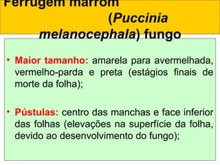 • Maior tamanho: amarela para avermelhada,
vermelho-parda e preta (estágios finais de
morte da folha);
• Pústulas: centro das manchas e face inferior
das folhas (elevações na superfície da folha,
devido ao desenvolvimento do fungo);
Ferrugem marrom
(Puccinia
melanocephala) fungo
 