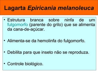 • Estrutura branca sobre ninfa de um
fulgomorfo (parente do grilo) que se alimenta
da cana-de-açúcar.
• Alimenta-se da hemolinfa do fulgomorfo.
• Debilita para que inseto não se reproduza.
• Controle biológico.
Lagarta Epiricania melanoleuca
 