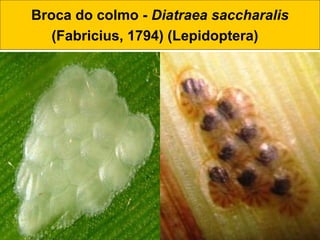 Broca do colmo - Diatraea saccharalis
(Fabricius, 1794) (Lepidoptera)
 