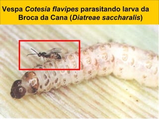 Vespa Cotesia flavipes parasitando larva da
Broca da Cana (Diatreae saccharalis)
 
