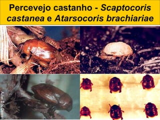 Percevejo castanho - Scaptocoris
castanea e Atarsocoris brachiariae
 