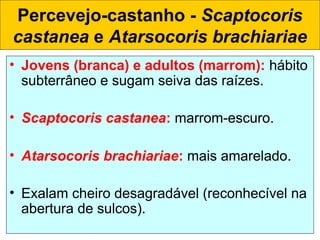 Percevejo-castanho - Scaptocoris
castanea e Atarsocoris brachiariae
• Jovens (branca) e adultos (marrom): hábito
subterrâneo e sugam seiva das raízes.
• Scaptocoris castanea: marrom-escuro.
• Atarsocoris brachiariae: mais amarelado.
 
• Exalam cheiro desagradável (reconhecível na
abertura de sulcos).
 