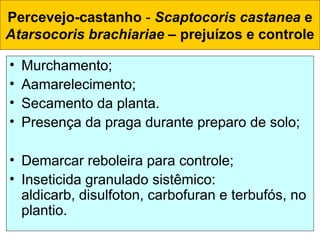 Percevejo-castanho - Scaptocoris castanea e
Atarsocoris brachiariae – prejuízos e controle
• Murchamento;
• Aamarelecimento;
• Secamento da planta.
• Presença da praga durante preparo de solo;
• Demarcar reboleira para controle;
• Inseticida granulado sistêmico:
aldicarb, disulfoton, carbofuran e terbufós, no
plantio.
 